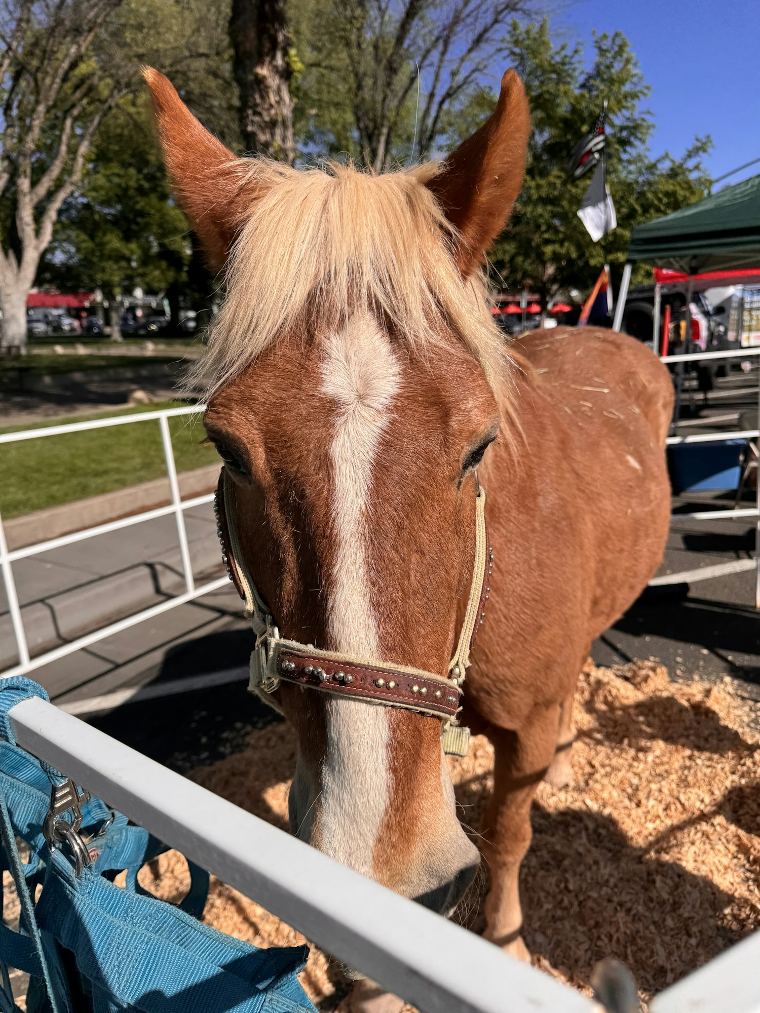 A close-up of a brown horse's head, featuring a halter, with a clear blue sky and background elements visible.