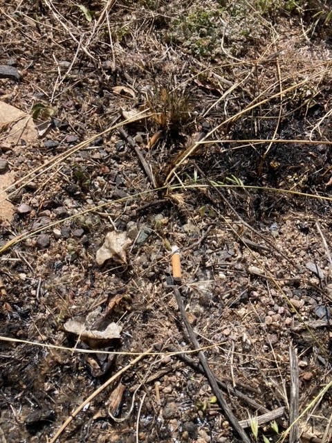 Ground with dry grass, rocks, and a discarded cigarette butt.