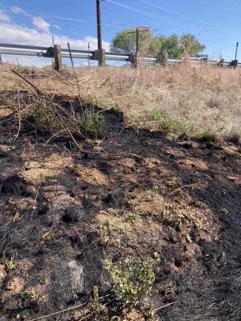 Burnt grassland with charred ground, live shrubs, and a road in the background.