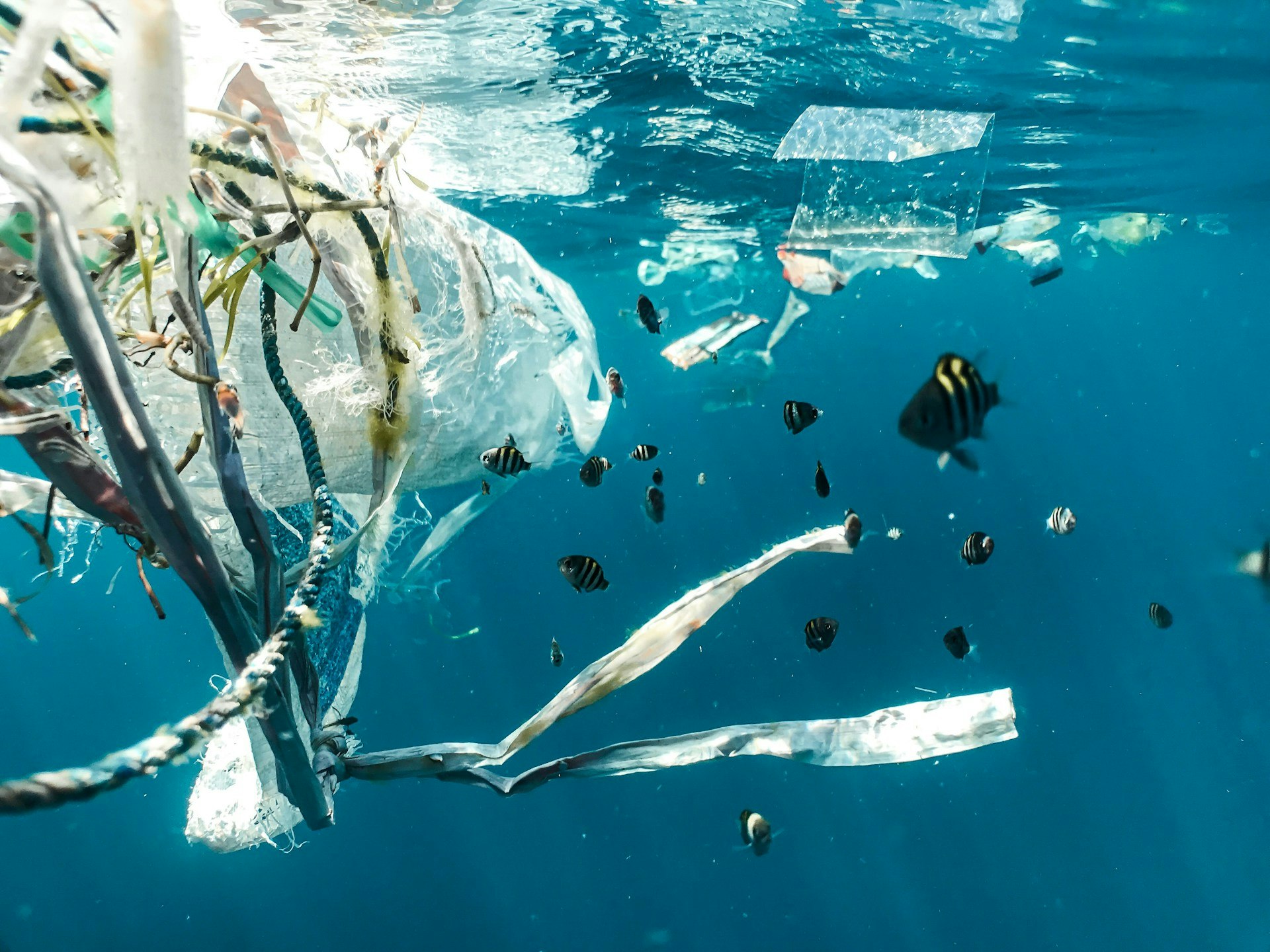 Ocean pollution: fish swimming amid floating plastic waste.