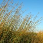 May contain: big bluestem grass