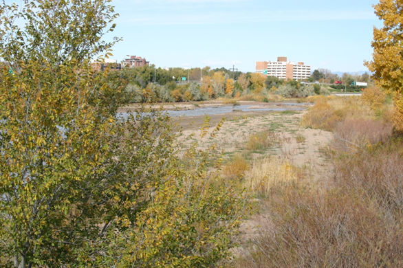May contain: vegetation, plant, land, nature, outdoors, grass, tree, grove, woodland, pond, water, scenery, city, and fir