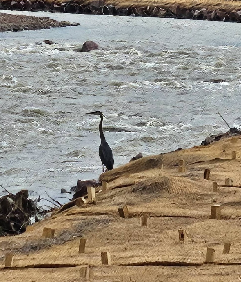 A great blue heron overlooking Fountain Creek at the Southmoor Drive project site in El Paso county, CO, with flowing water, rocks, and a straw erosion blanket.