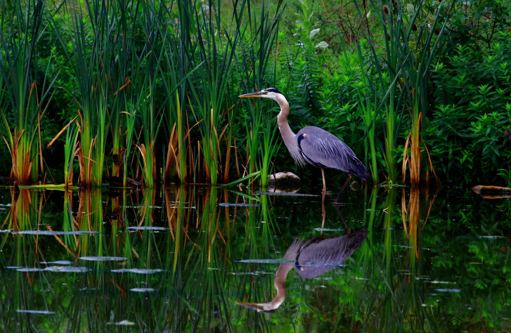 A heron stands by a calm pond surrounded by lush green vegetation, reflecting in the water. Nature's serene beauty.