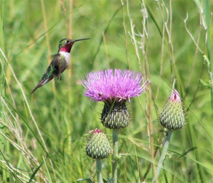 Hummingbird and thistle