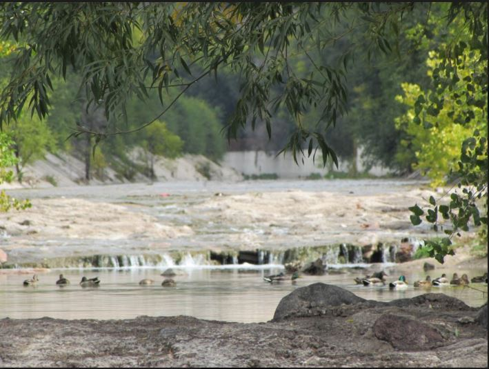 May contain: vegetation, plant, water, tree, land, nature, outdoors, pond, person, woodland, rainforest, bird, and animal