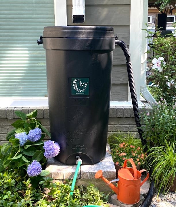 A black rain barrel labeled "Ivy" with a hose, surrounded by flowers, next to a watering can.