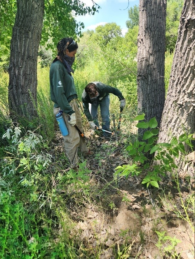 Two individuals working in a wooded area, one observing and one digging with a tool.