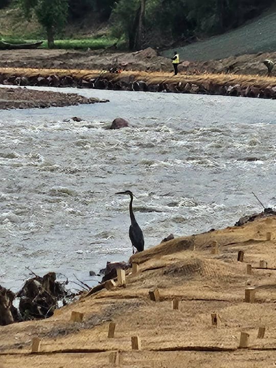 A great blue heron overlooking Fountain Creek at the Southmoor Drive project site in El Paso county, CO, with workers in the background.
