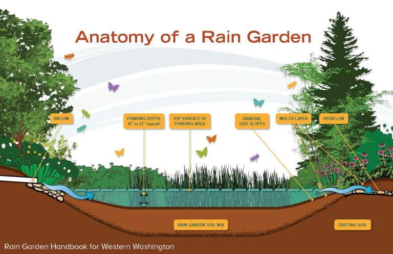 Rain Garden Illustration