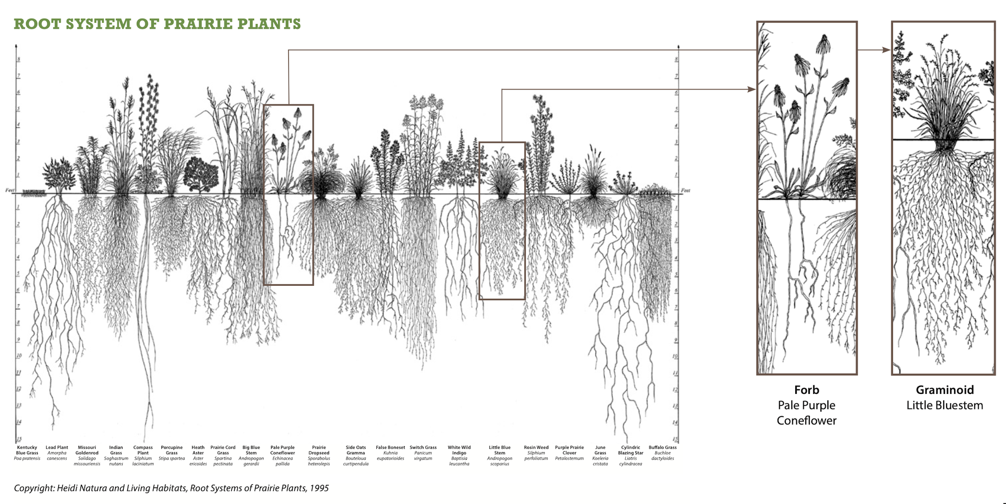 May contain: grass, plant, vegetation, and root