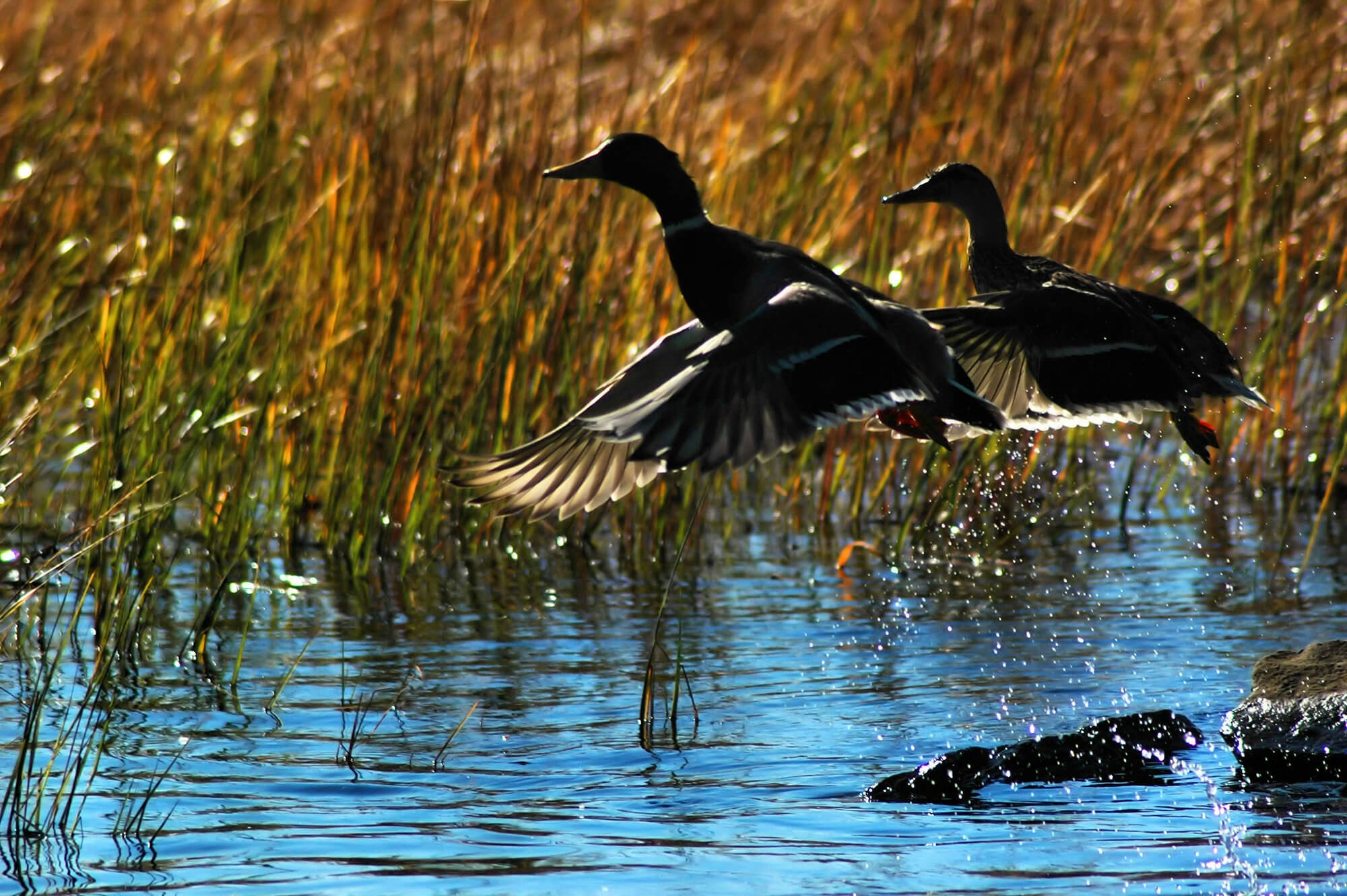 Birds and pond