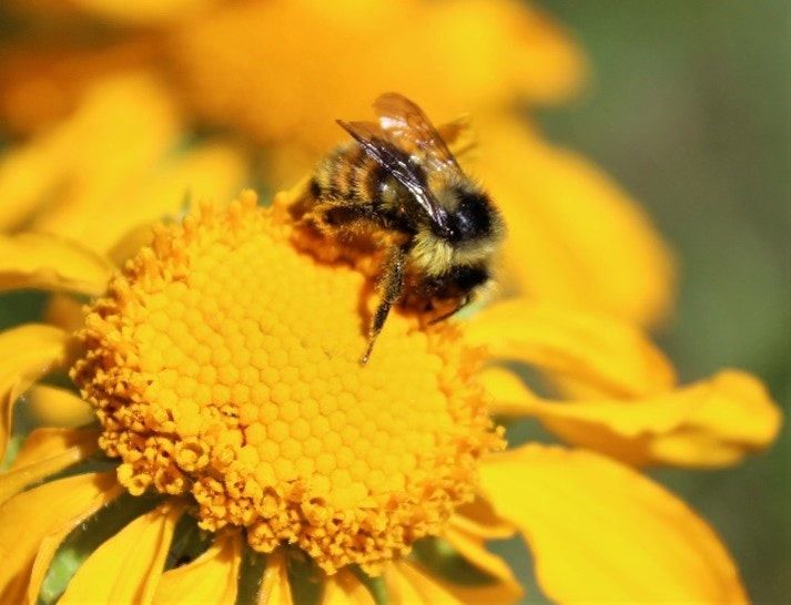 Honey bee on flower