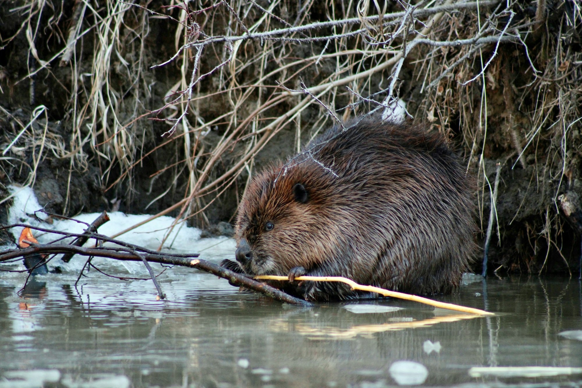 A beaver chewing on a branch in a watery, natural setting. Photo courtesy of Mark Ma on Unsplash..