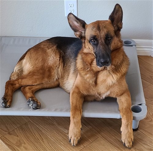 May contain: animal, canine, mammal, dog, pet, and german shepherd