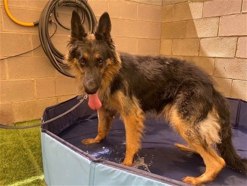 May contain: animal, canine, dog, german shepherd, mammal, and pet