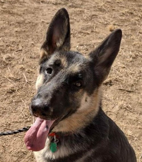 May contain: animal, canine, dog, german shepherd, mammal, and pet