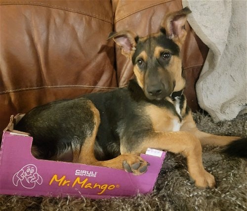 May contain: animal, canine, dog, german shepherd, mammal, and pet
