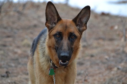 May contain: animal, canine, dog, german shepherd, mammal, and pet