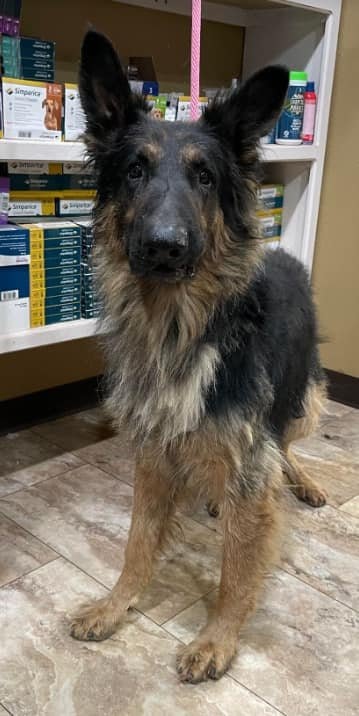 May contain: animal, canine, dog, german shepherd, mammal, and pet