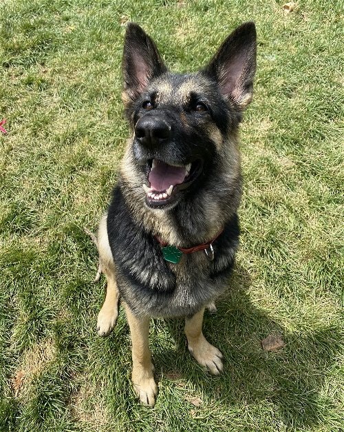 May contain: animal, canine, dog, german shepherd, mammal, and pet