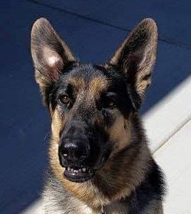 May contain: animal, pet, canine, mammal, dog, kangaroo, police dog, and german shepherd