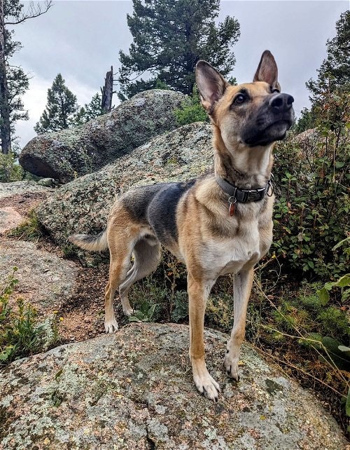May contain: animal, canine, dog, mammal, pet, german shepherd, and rock
