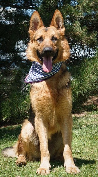 May contain: animal, canine, dog, mammal, pet, and german shepherd