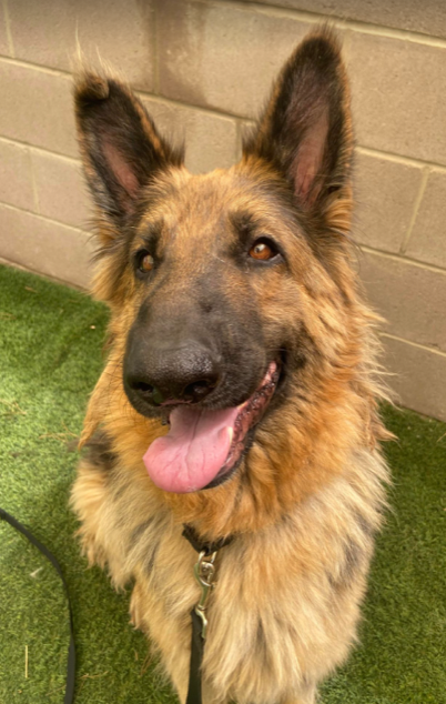 May contain: animal, canine, dog, german shepherd, mammal, and pet