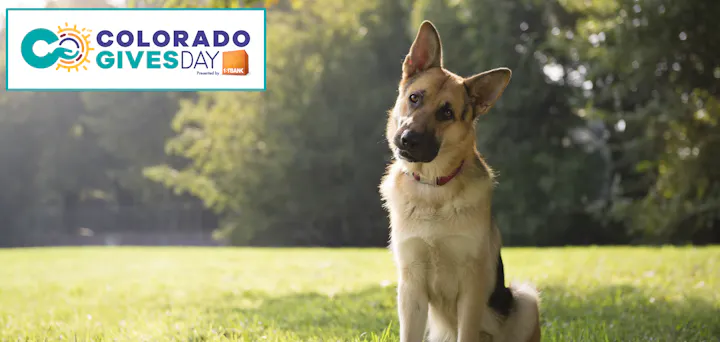 Dog sitting on grass with tilted head; Colorado Gives Day logo in corner.