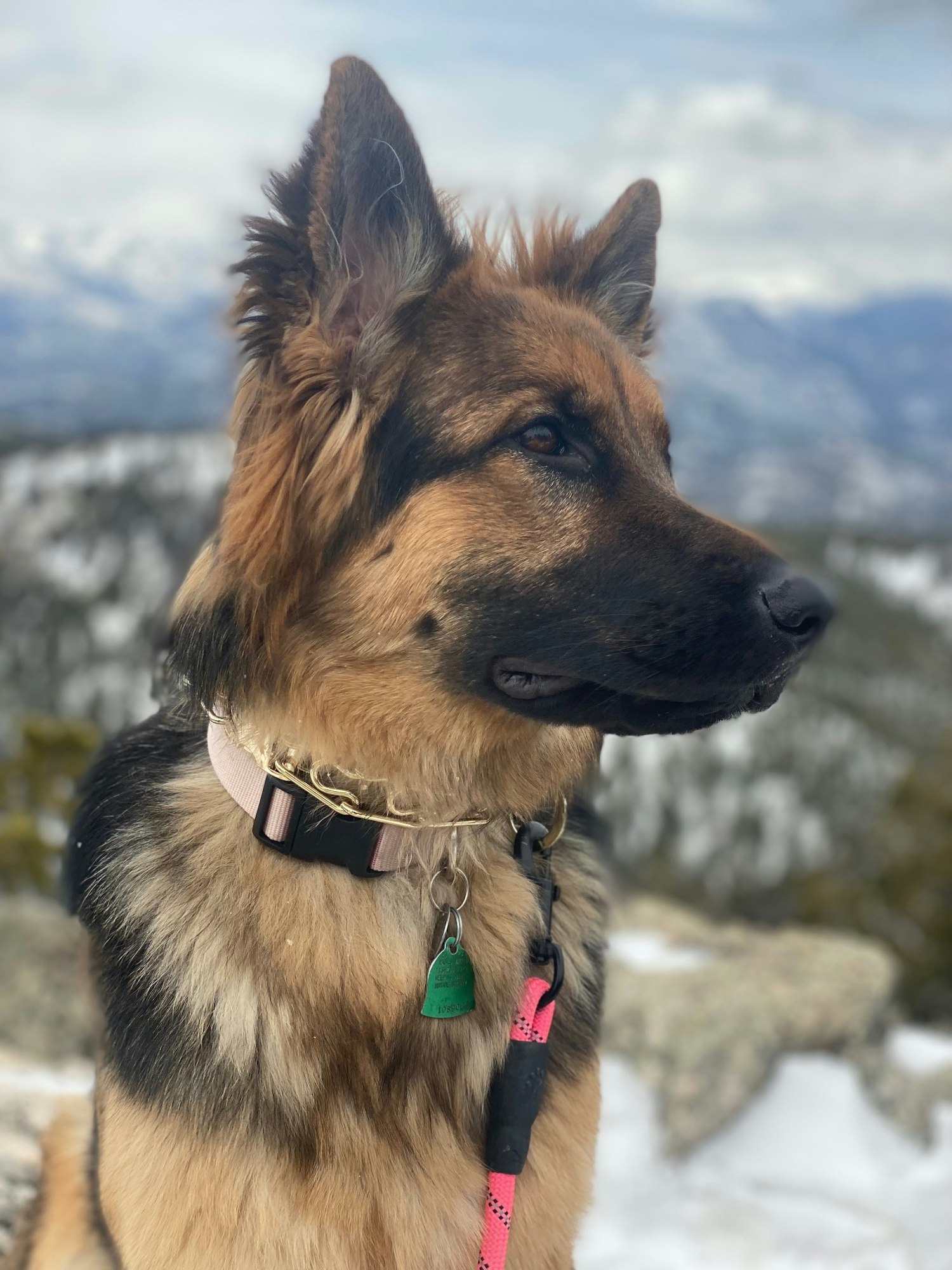 A German Shepherd dog with a collar and leash, looking to the side with snowy mountains in the background.