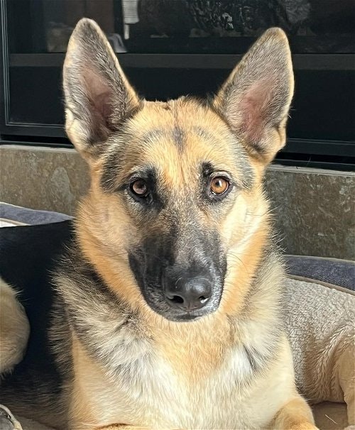 May contain: animal, canine, dog, german shepherd, mammal, and pet