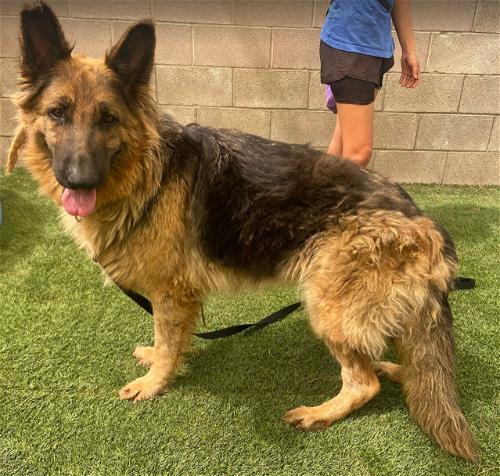 May contain: person, animal, canine, dog, mammal, pet, and german shepherd