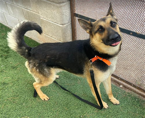 May contain: accessories, strap, animal, canine, dog, mammal, pet, and german shepherd