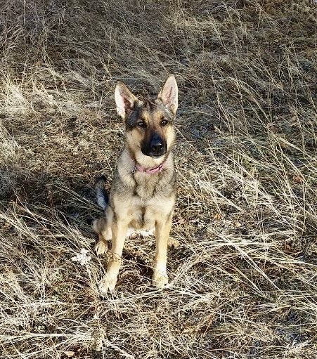 May contain: animal, canine, dog, german shepherd, mammal, and pet