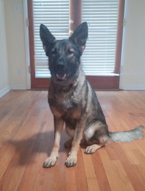 May contain: wood, animal, canine, dog, mammal, pet, german shepherd, floor, flooring, and hardwood