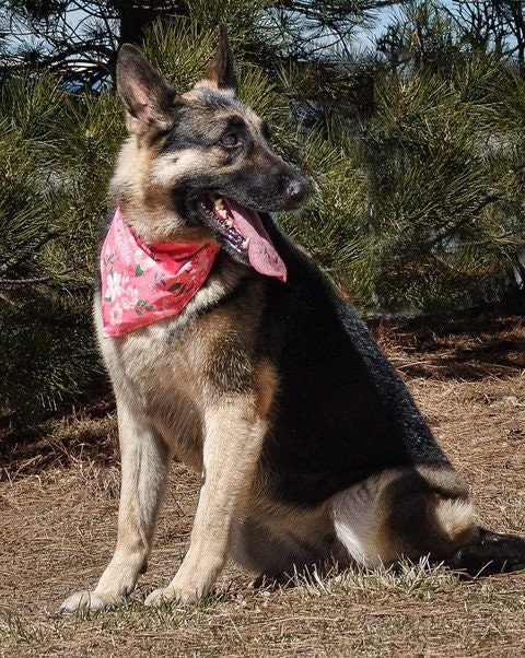 May contain: animal, canine, dog, german shepherd, mammal, and pet