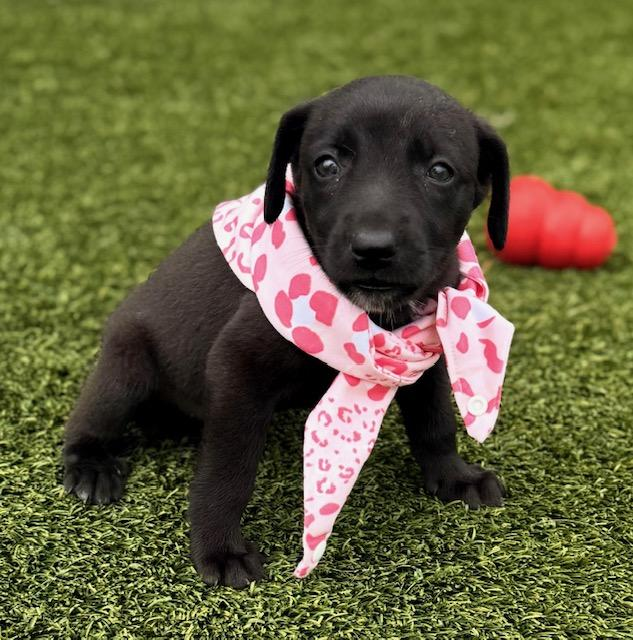 A black puppy wearing a pink heart-patterned bandana, sitting on grass with a red toy in the background.