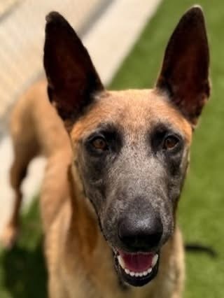 A happy dog with large ears standing on grass, looking towards the camera.