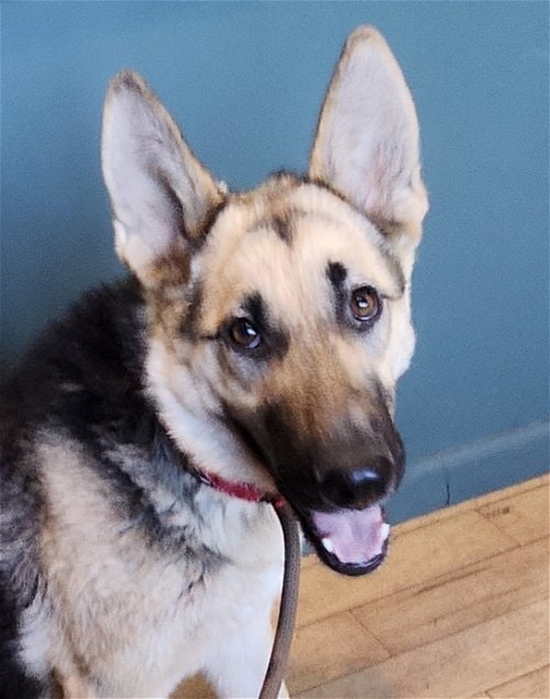 May contain: animal, canine, dog, german shepherd, mammal, and pet