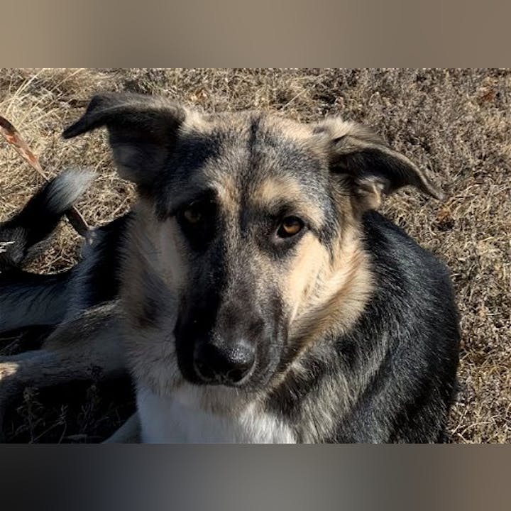 A close-up of a dog with a mix of black and tan fur, lying on dry grass, looking directly at the camera.