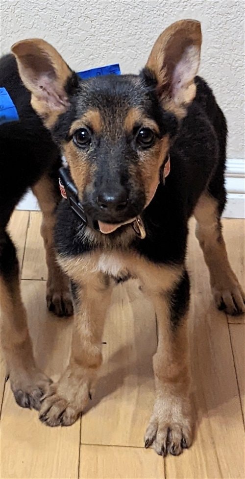 May contain: animal, canine, dog, mammal, pet, and german shepherd
