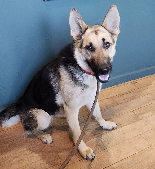 May contain: animal, canine, dog, german shepherd, mammal, pet, accessories, and strap