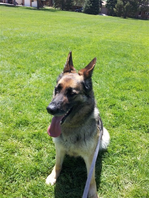 May contain: grass, plant, animal, canine, dog, german shepherd, mammal, pet, car, transportation, and vehicle