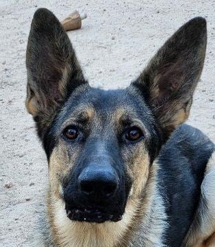 May contain: animal, canine, mammal, pet, dog, german shepherd, and kangaroo