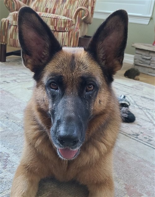 May contain: animal, canine, dog, german shepherd, mammal, and pet