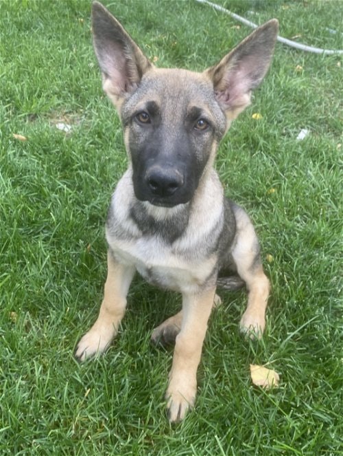 May contain: animal, canine, dog, german shepherd, mammal, pet, grass, and plant
