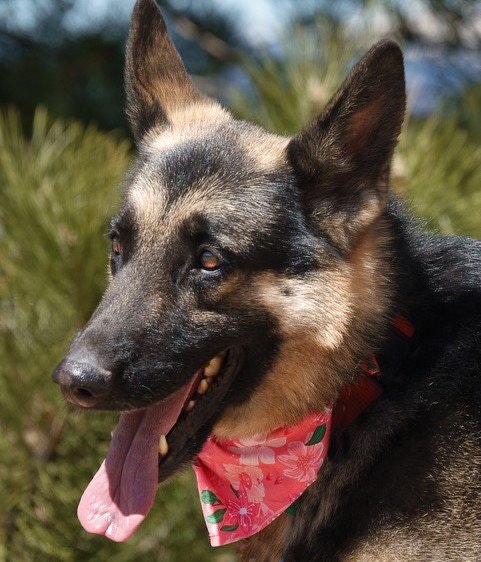 May contain: animal, canine, dog, german shepherd, mammal, and pet