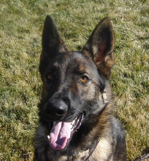 A German Shepherd dog with its tongue out, sitting on grass.