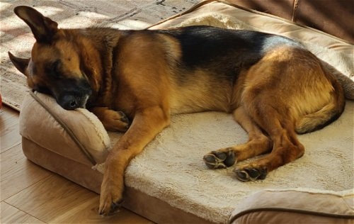 May contain: animal, canine, mammal, dog, german shepherd, and pet